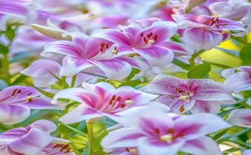 百合花读后感6篇