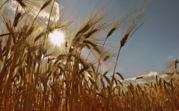 有关成熟作文参考7篇