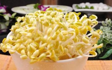发豆芽作文600字5篇