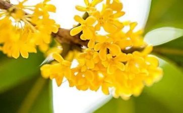 写桂花树作文600字6篇