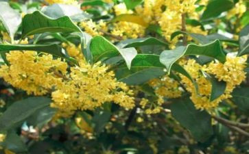 桂花魂作文通用6篇