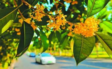 桂花魂作文推荐5篇