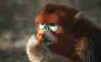 猴王出读后感400字8篇