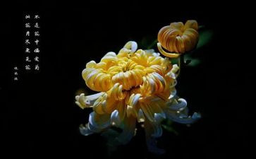 秋菊作文优质6篇