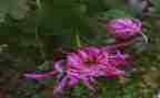 写菊花作文300字作文5篇