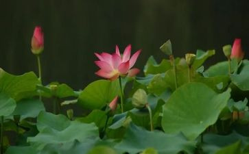 写榴莲的作文400字7篇
