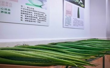 写芦荟的作文优质5篇