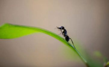 囚蚂蚁作文最新6篇