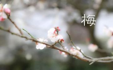 梅作文300字最新5篇