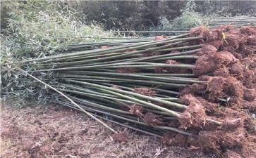 种植苗木合同参考5篇