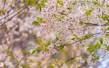 教师四月总结8篇