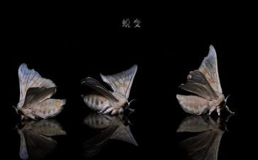 《蜕变》心得体会7篇