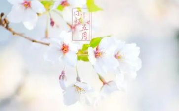 红五月活动策划8篇