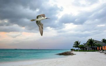 我想飞的教案6篇