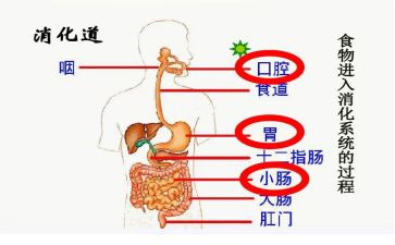 消化自我鉴定7篇