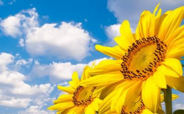 追求理想优秀作文6篇